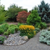 Kurilski čaj (grm peterice) u pejzažnom dizajnu vrta: fotografije i kompozicije